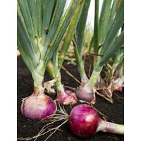 ARS Red Onion