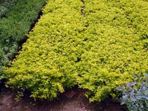 Duranta Plants