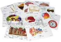 anatomy education cards