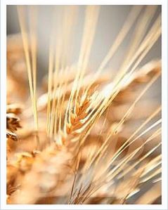 wheat