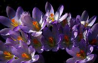 Greek Saffron Flowers