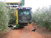 Goliath Olive Harvester