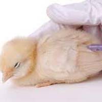 Poultry Vaccine