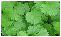 coriander