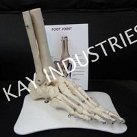 Foot Joint Model