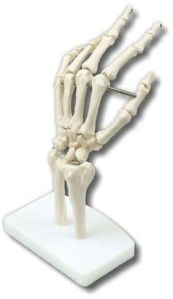 Hand Joint Model