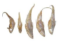 Dry Enchovy Fish