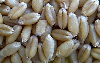 Wheat Seed (PBW-154)