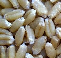 Wheat Seed (PBW-226)