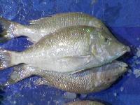 Emperor Fish