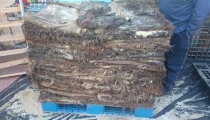 Wet Salted Donkey Hides