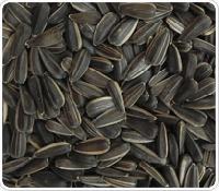 sunflower seeds black