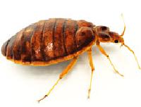 bed bug control services