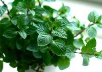 Mint Leaves