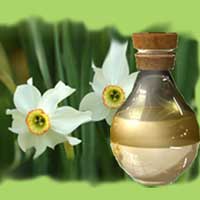 Narcissus Oil
