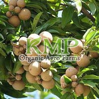 Fresh Sapodilla