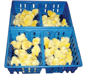 Chick Box 4 Compartment