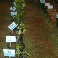 Ayurvedic Herbal Plants