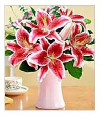 6 Pink Oriental Lily Bunch