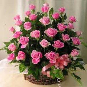 Cone Basket Packing 50 Pink Rose Bunch