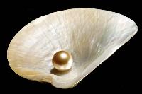 sea pearls