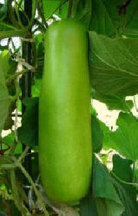 Green Long Kodu (bottle Gourd)