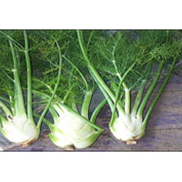 Fennel Roots