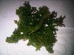 Cottonii Seaweed, Eucheuma Cottonii, Kappaphycus Cottonii (weber-van Bosse) Doty
