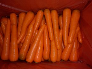 Carrots