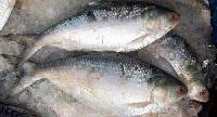 Hilsa Fishes