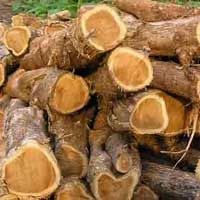 Teak Log For Sale