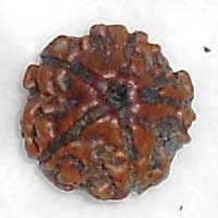 5 mukhi rudraksha