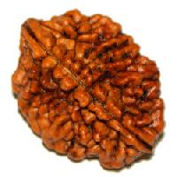 Two Face Rudraksha