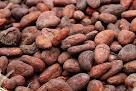 cocoa beans