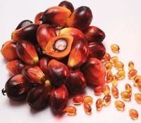 crude palm oil
