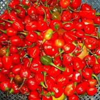 Cherry Pepper Dalle Khursani