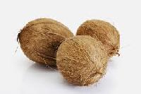 Matured coconut