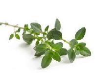 Thyme Leaves