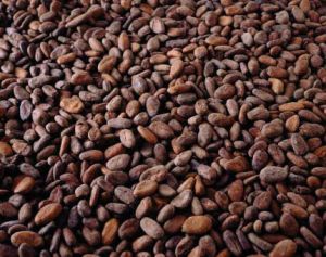 Dried Raw Cocoa Beans