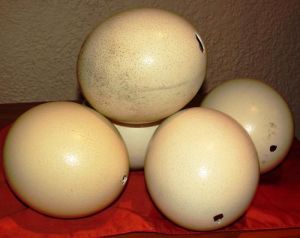 Ostrich Egg Shell