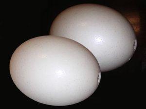 Ostrich Egg Shells