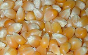 yellow corn