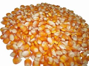 maize,  Packaging Type : Tin Container
