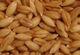 Organic Hulled Barley