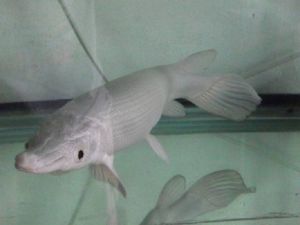 Frozen Horse Mackerel Fish