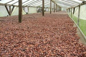 cocoa beans