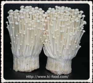 Enoki Enoki