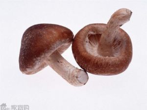 Shiitake Mushroom