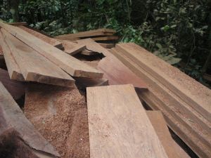 Sawn Lumber