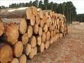 Hard Wood Logs and Lumber From West Africa